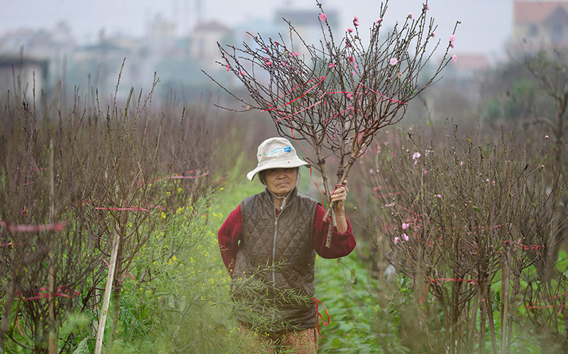 Trước Tết 10 ngày, đào Nhật Tân đã khoe sắc từ vườn về phố